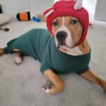 Chapeau capuche tricoté pour grand chien