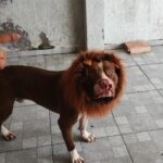 Crinière de lion pour chien