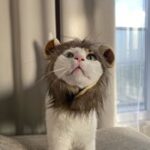 Crinière de lion pour chat